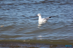 Sellin Rügen 11.04