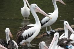 Weltvogelpark Walsrode