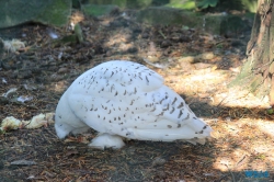 Weltvogelpark Walsrode