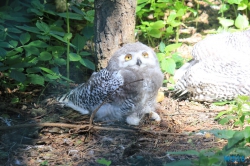 Weltvogelpark Walsrode