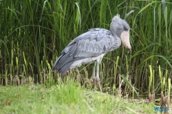 Weltvogelpark Walsrode