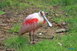 Weltvogelpark Walsrode