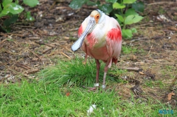 Weltvogelpark Walsrode