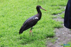 Weltvogelpark Walsrode