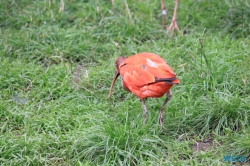 Weltvogelpark Walsrode