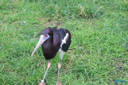 Weltvogelpark Walsrode