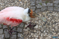 Weltvogelpark Walsrode