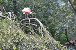 Weltvogelpark Walsrode