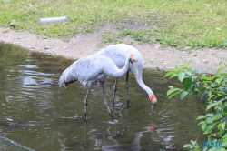 Weltvogelpark Walsrode