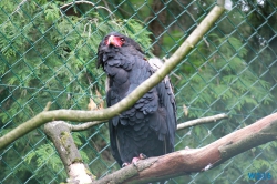 Weltvogelpark Walsrode