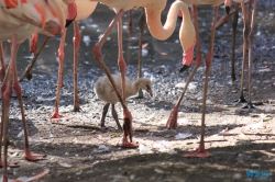 Weltvogelpark Walsrode
