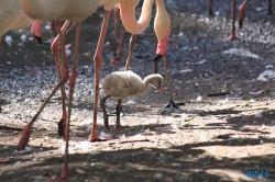 Weltvogelpark Walsrode