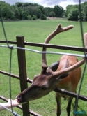 Tierpark Lüneburger Heide Nindorf 04.06.19