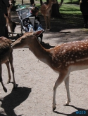 Tierpark Lüneburger Heide Nindorf 04.06.19