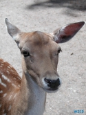 Tierpark Lüneburger Heide Nindorf 04.06.19