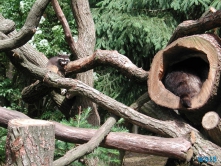 Tierpark Lüneburger Heide Nindorf 04.06.19