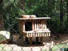 Tierpark Lüneburger Heide Nindorf 04.06.19