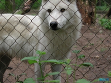 Tierpark Lüneburger Heide Nindorf 04.06.19