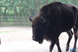 Tierpark Lüneburger Heide Nindorf 11.10.03