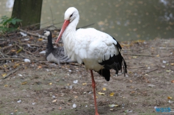 Tierpark Lüneburger Heide Nindorf 11.10.03