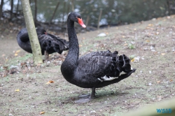 Tierpark Lüneburger Heide Nindorf 11.10.03