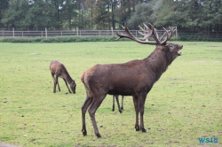 Tierpark Lüneburger Heide Nindorf 11.10.03