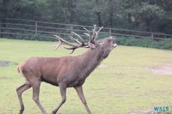 Tierpark Lüneburger Heide Nindorf 11.10.03