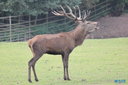 Tierpark Lüneburger Heide Nindorf 11.10.03