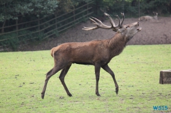 Tierpark Lüneburger Heide Nindorf 11.10.03