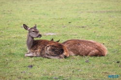 Tierpark Lüneburger Heide Nindorf 11.10.03