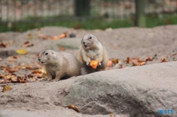 Tierpark Lüneburger Heide Nindorf 11.10.03