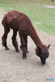 Tierpark Lüneburger Heide Nindorf 11.10.03