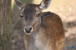 Tierpark Lüneburger Heide Nindorf 11.10.03