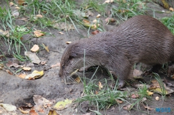 Tierpark Lüneburger Heide Nindorf 11.10.03