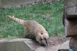 Tierpark Lüneburger Heide Nindorf 11.10.03