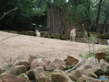 Zoo Hannover 01.09.17