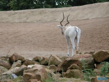 Zoo Hannover 01.09.17