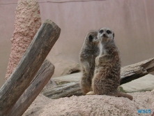 Zoo Hannover 01.09.17