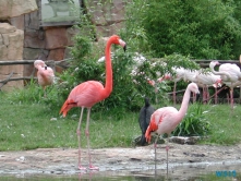 Zoo Hannover 01.09.17