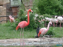 Zoo Hannover 01.09.17