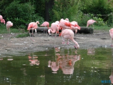 Zoo Hannover 01.09.17