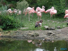 Zoo Hannover 01.09.17