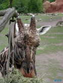 Zoo Hannover 01.09.17