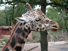 Zoo Hannover 01.09.17