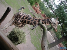 Zoo Hannover 01.09.17