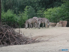 Zoo Hannover 01.09.17