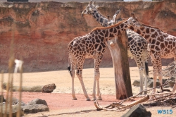 Zoo Hannover 12.04.28
