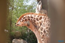 Zoo Hannover 12.04.28