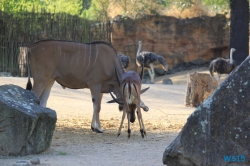 Zoo Hannover 12.04.28