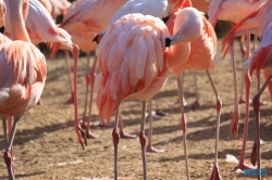Zoo Hannover 12.04.28